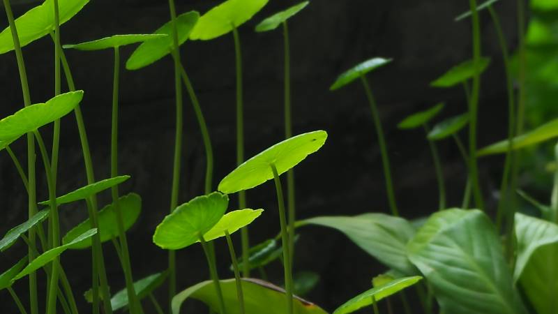 绿叶植物生长图图片