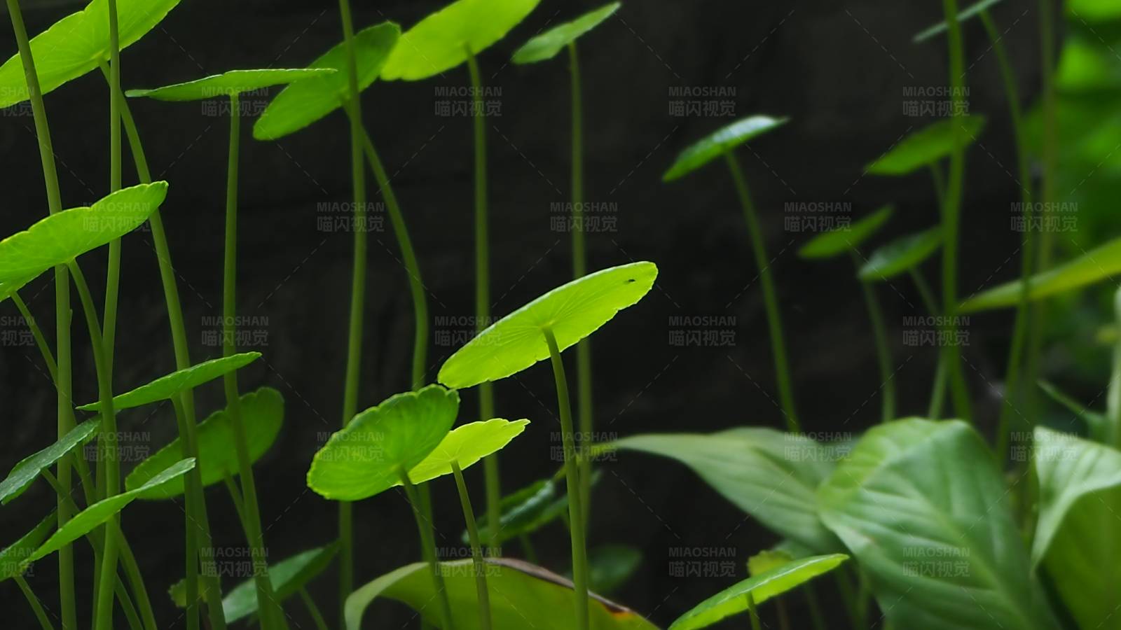 绿叶植物生长图图片