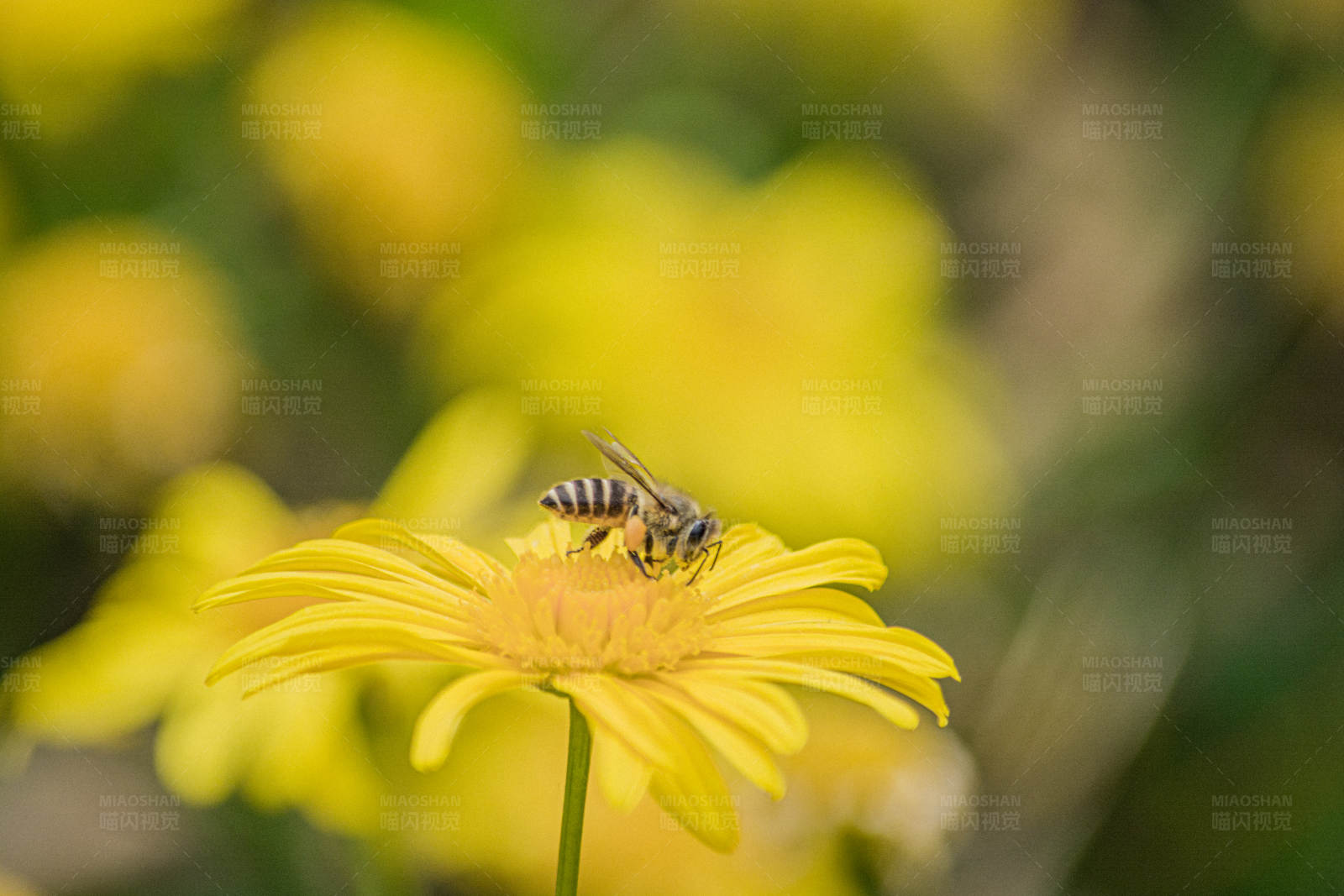 蜜蜂采蜜图片