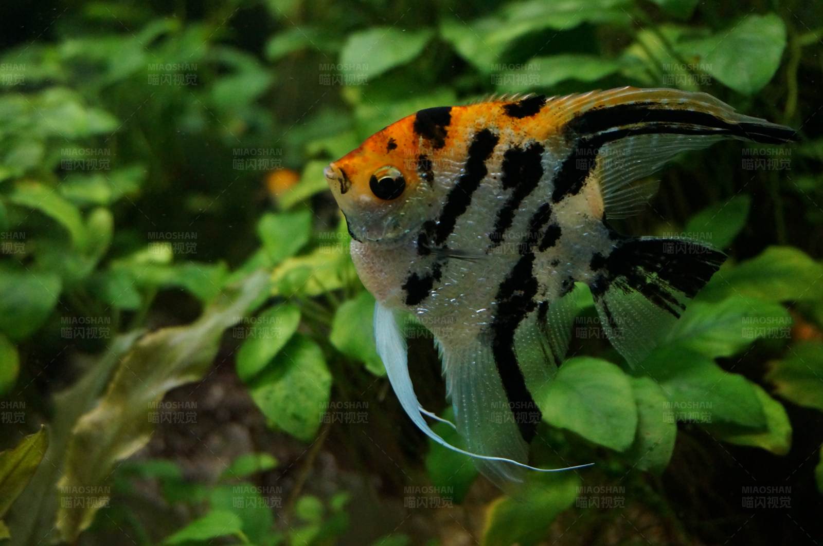 热带鱼在水草间游弋图片