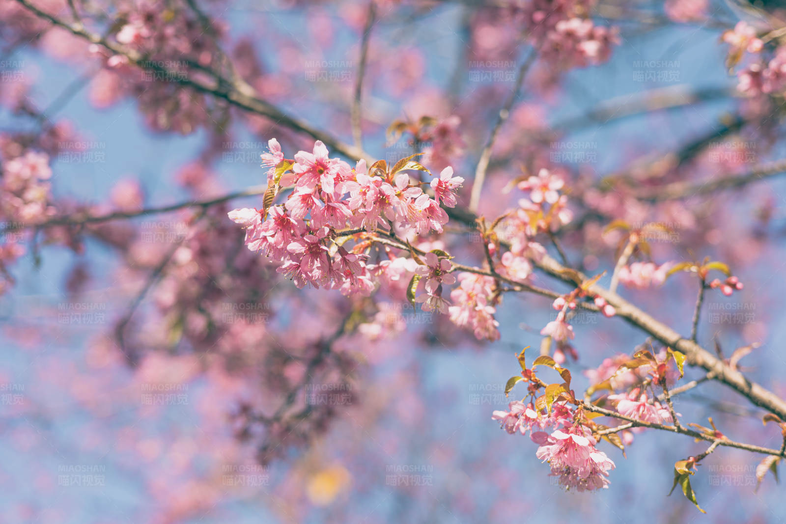 春日樱花绽放图片