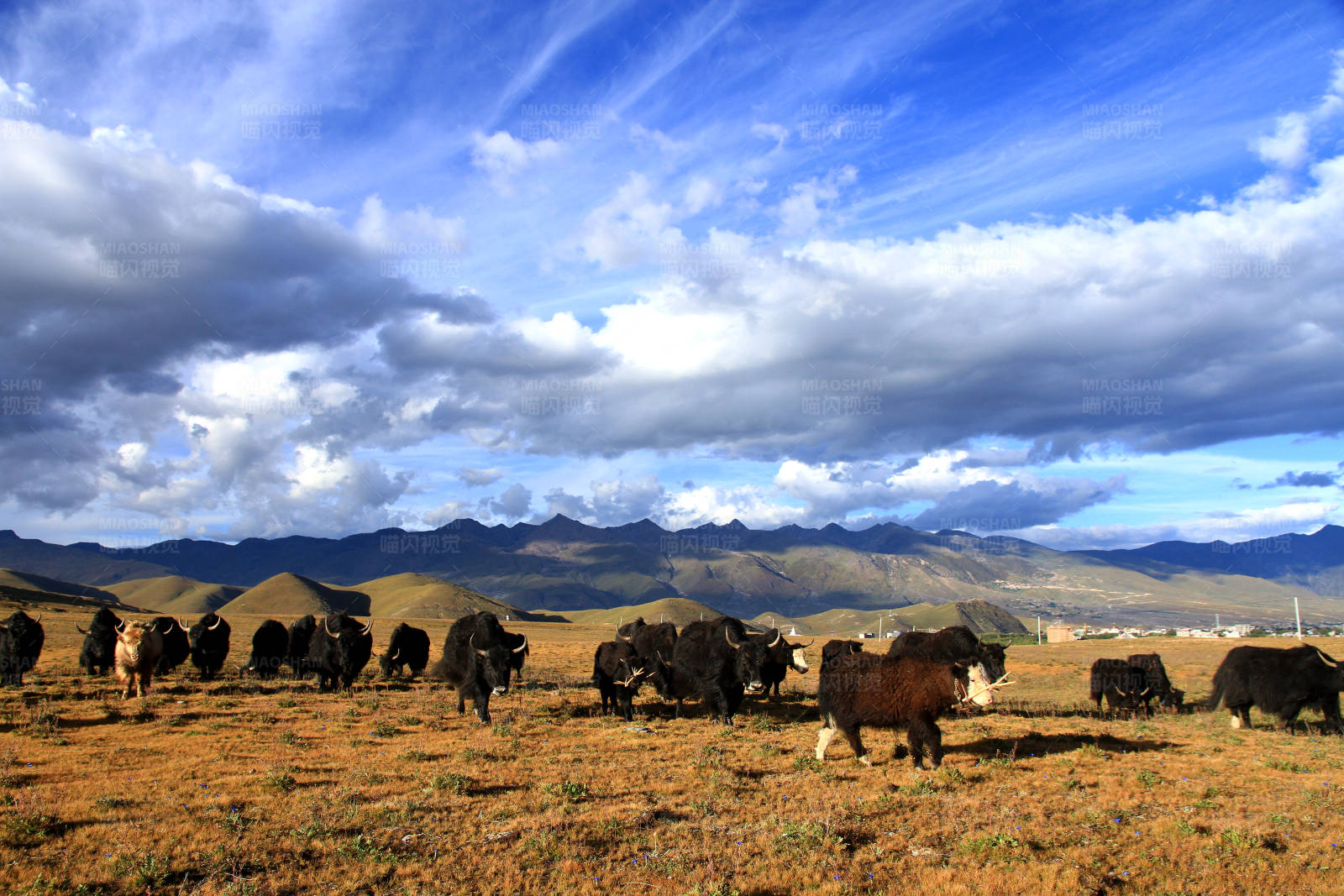 稻城亚丁高原上的牦牛群图片