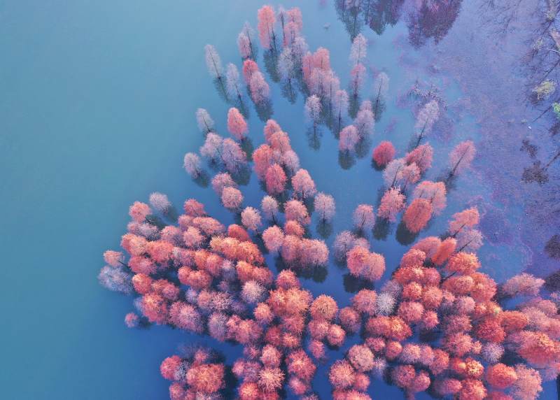 航拍碧蓝湖水中的水上杉林图片