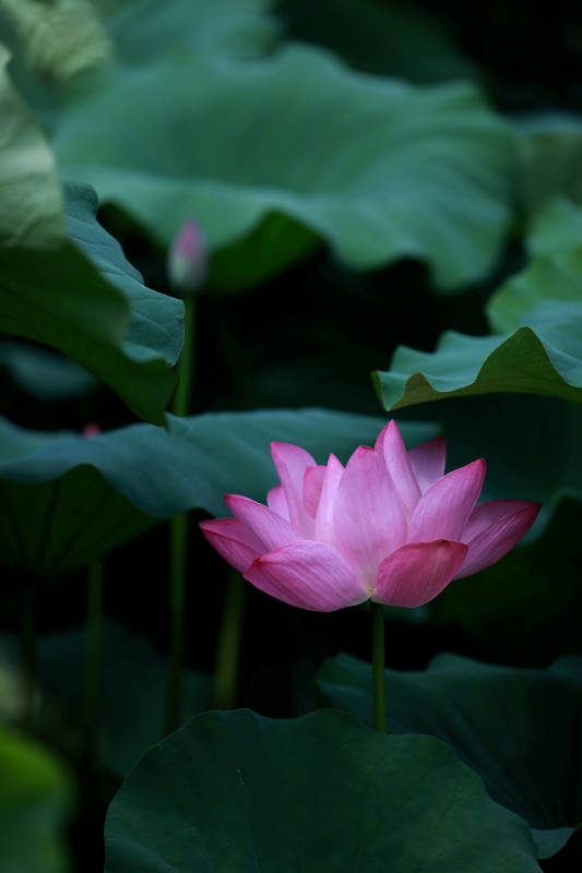 池塘中的粉色荷花图片