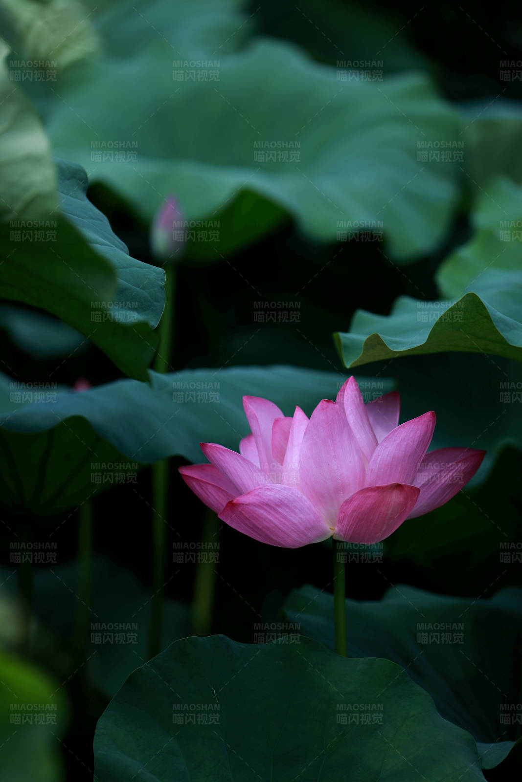 池塘中的粉色荷花图片