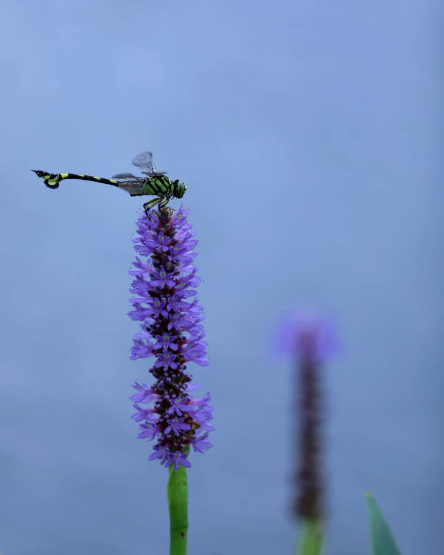 蜻蜓栖息紫色花穗图片