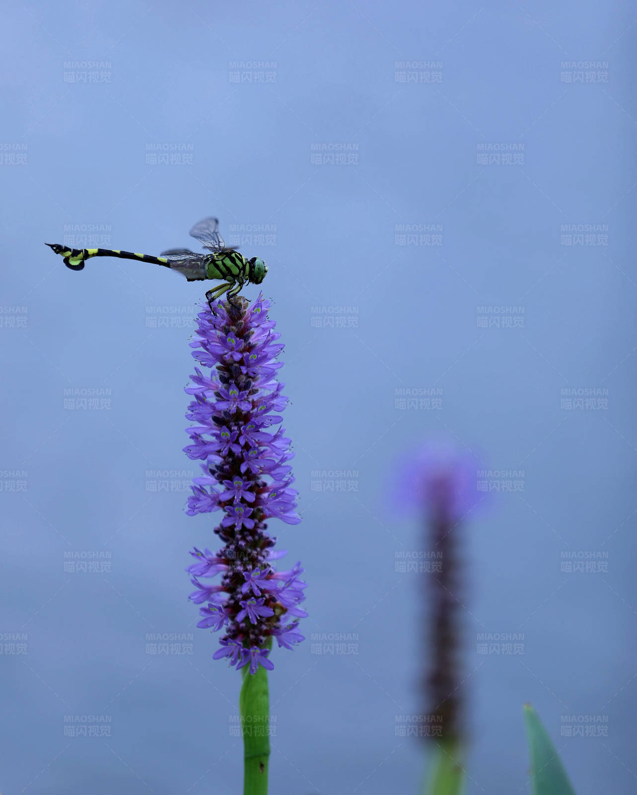 蜻蜓栖息紫色花穗图片