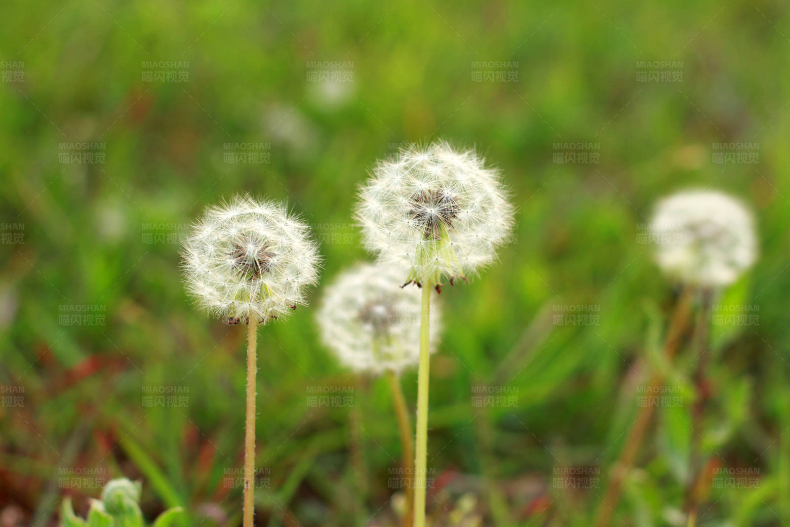 蒲公英图片