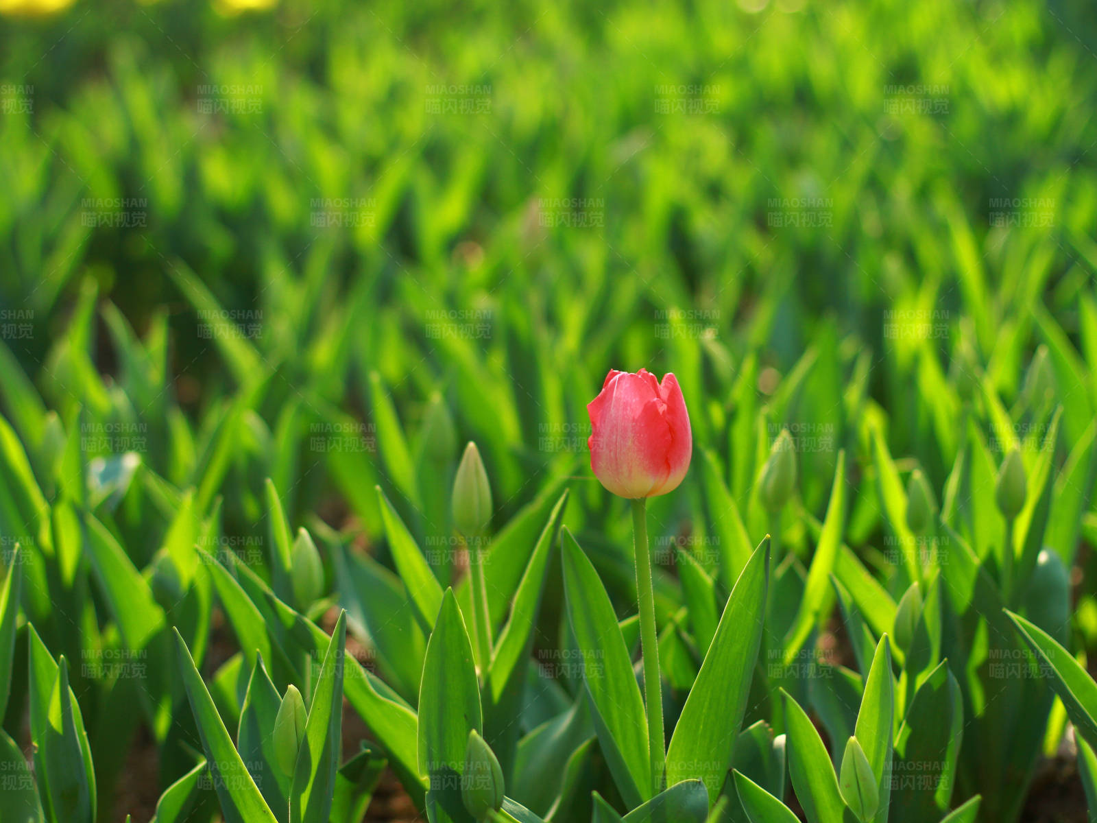 孤独的粉红郁金香图片