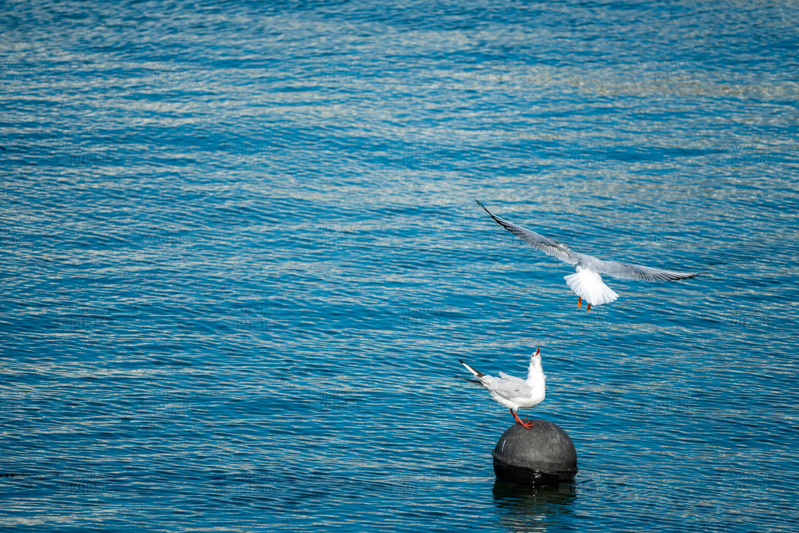 海鸥翱翔与栖息图片