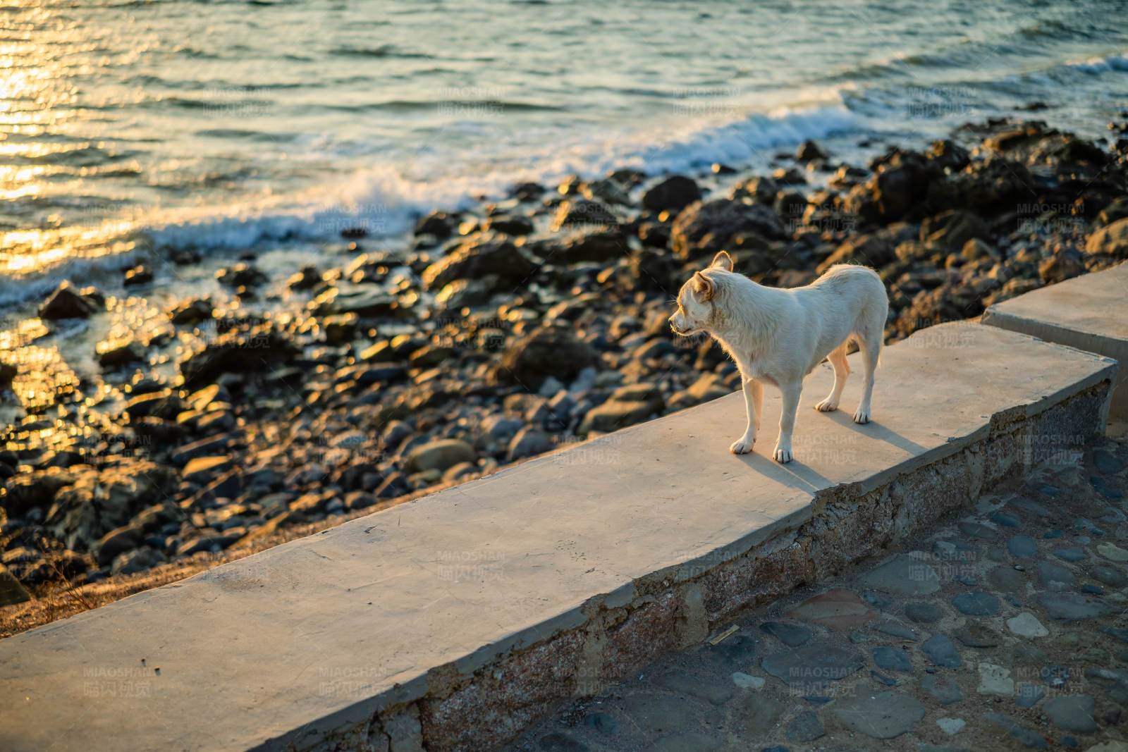海边的白色流浪狗图片