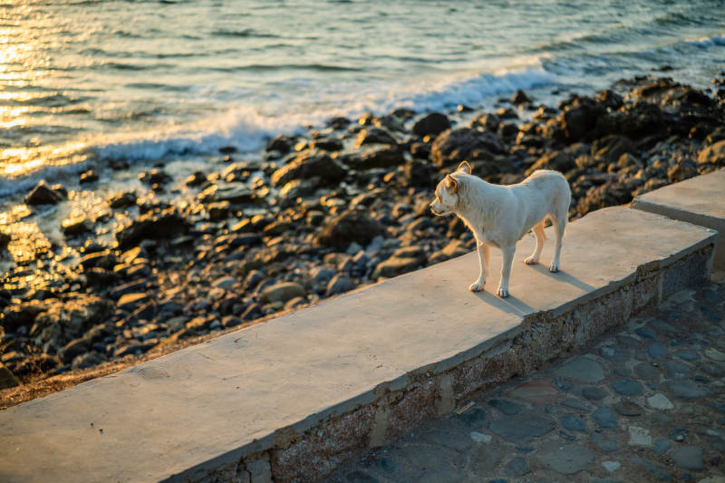 海边的白色流浪狗图片