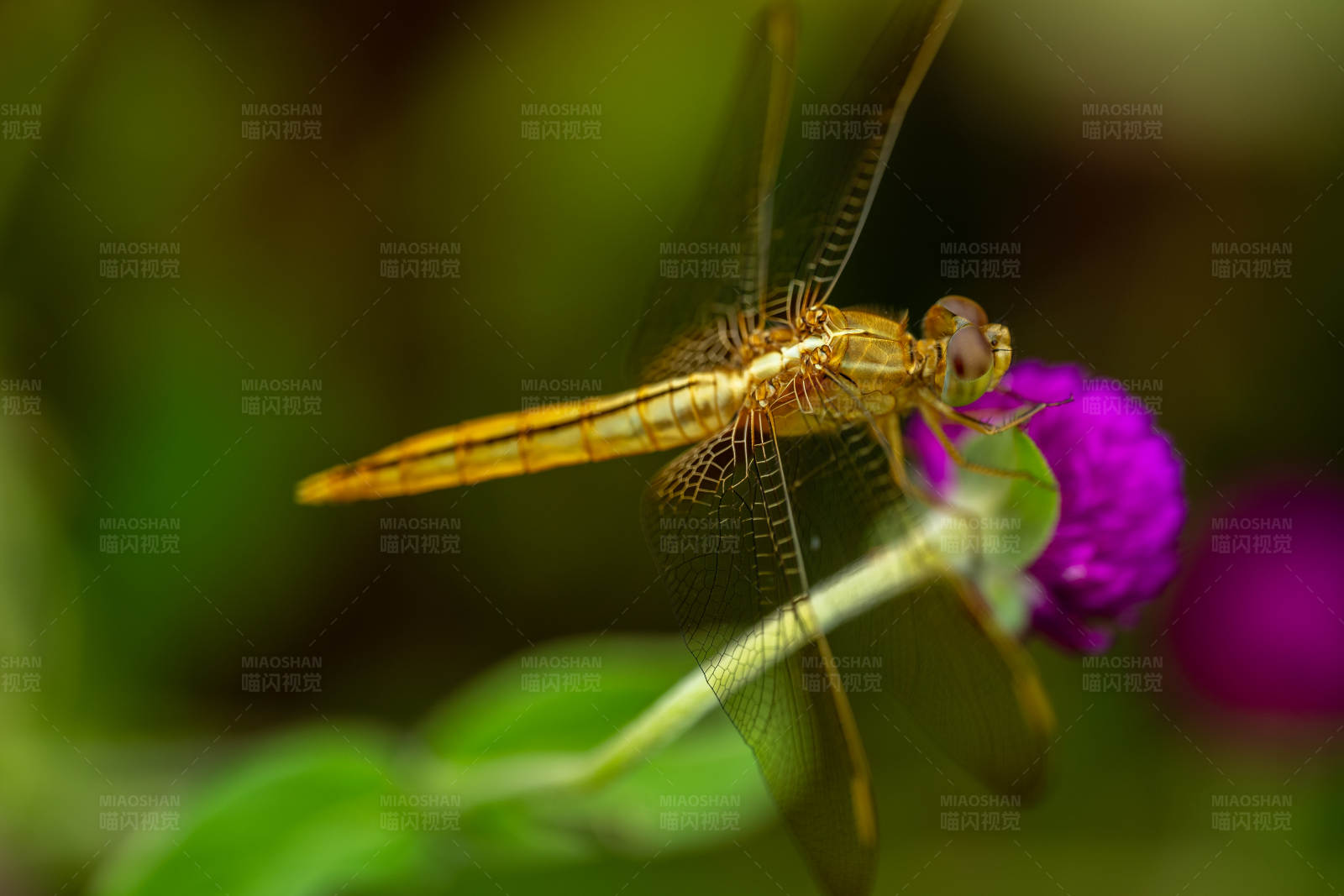 金色蜻蜓栖息紫色花图片