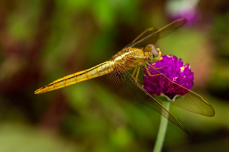 金色蜻蜓栖息紫色花图片