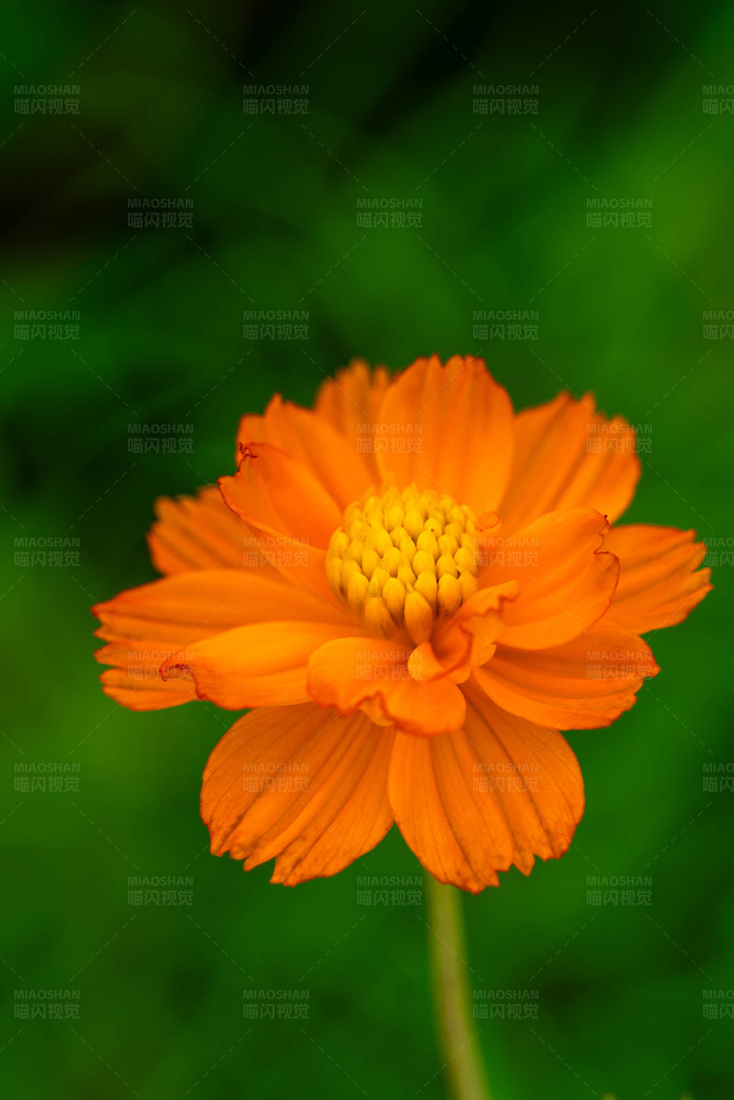 橙色花朵的特写图片