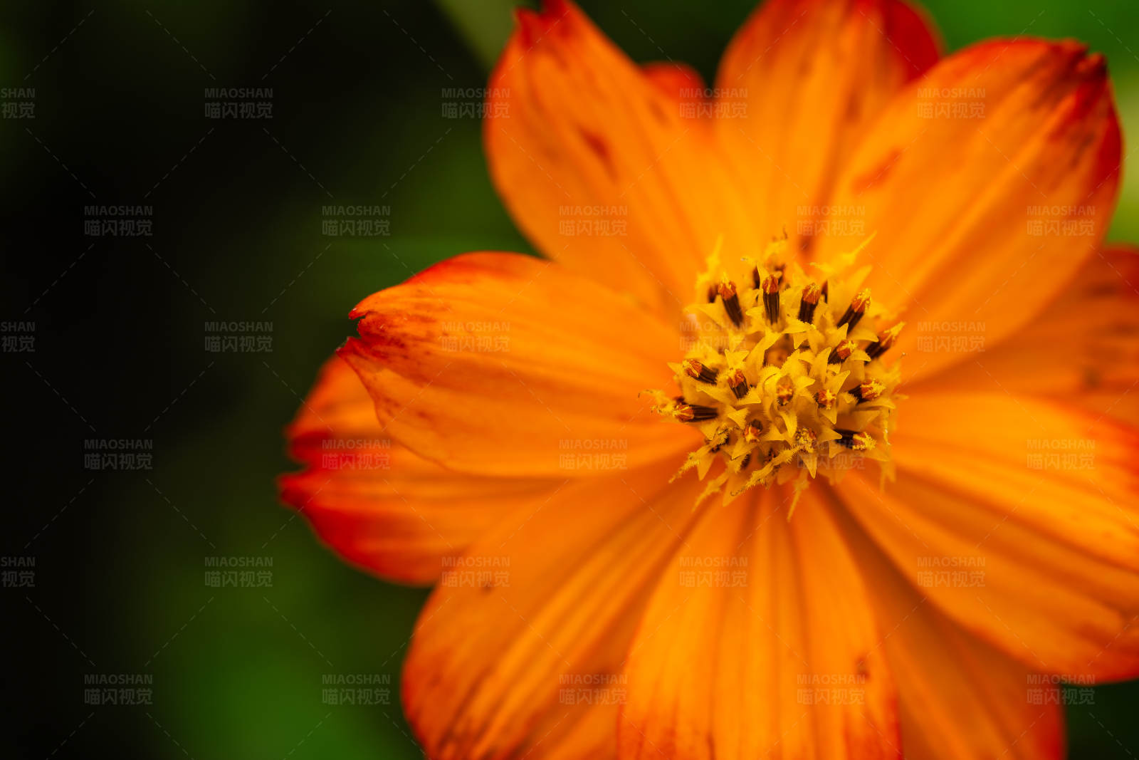 橙色花朵的特写图片