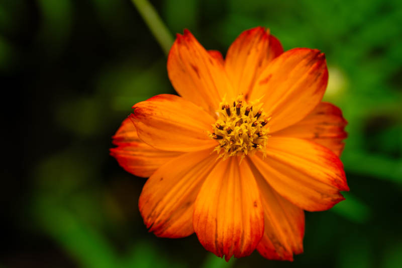 橙色花朵特写图片