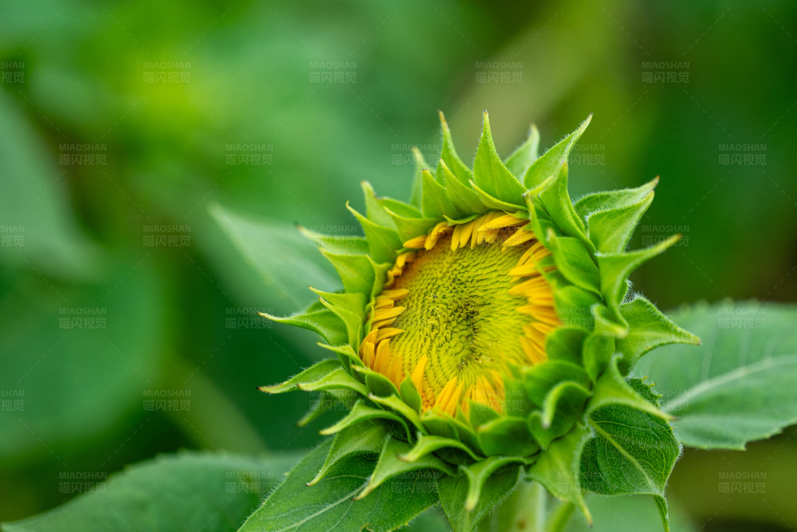 含苞待放的向日葵图片