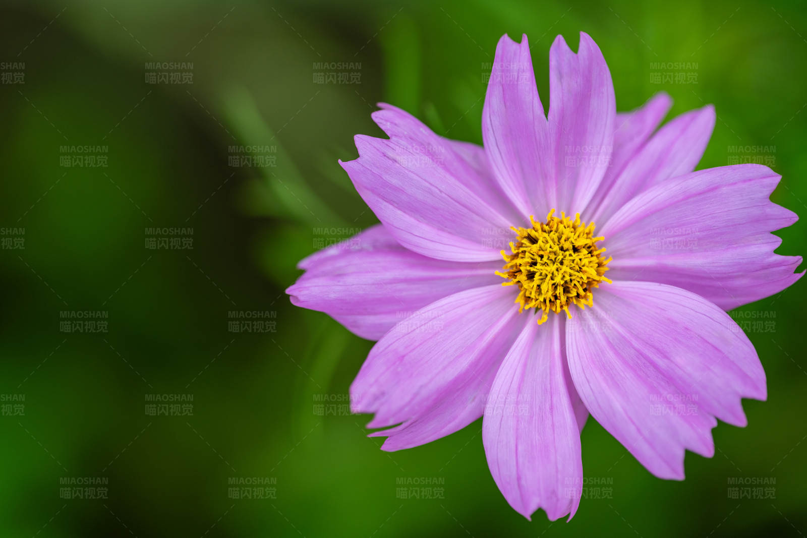 紫色花朵的特写图片