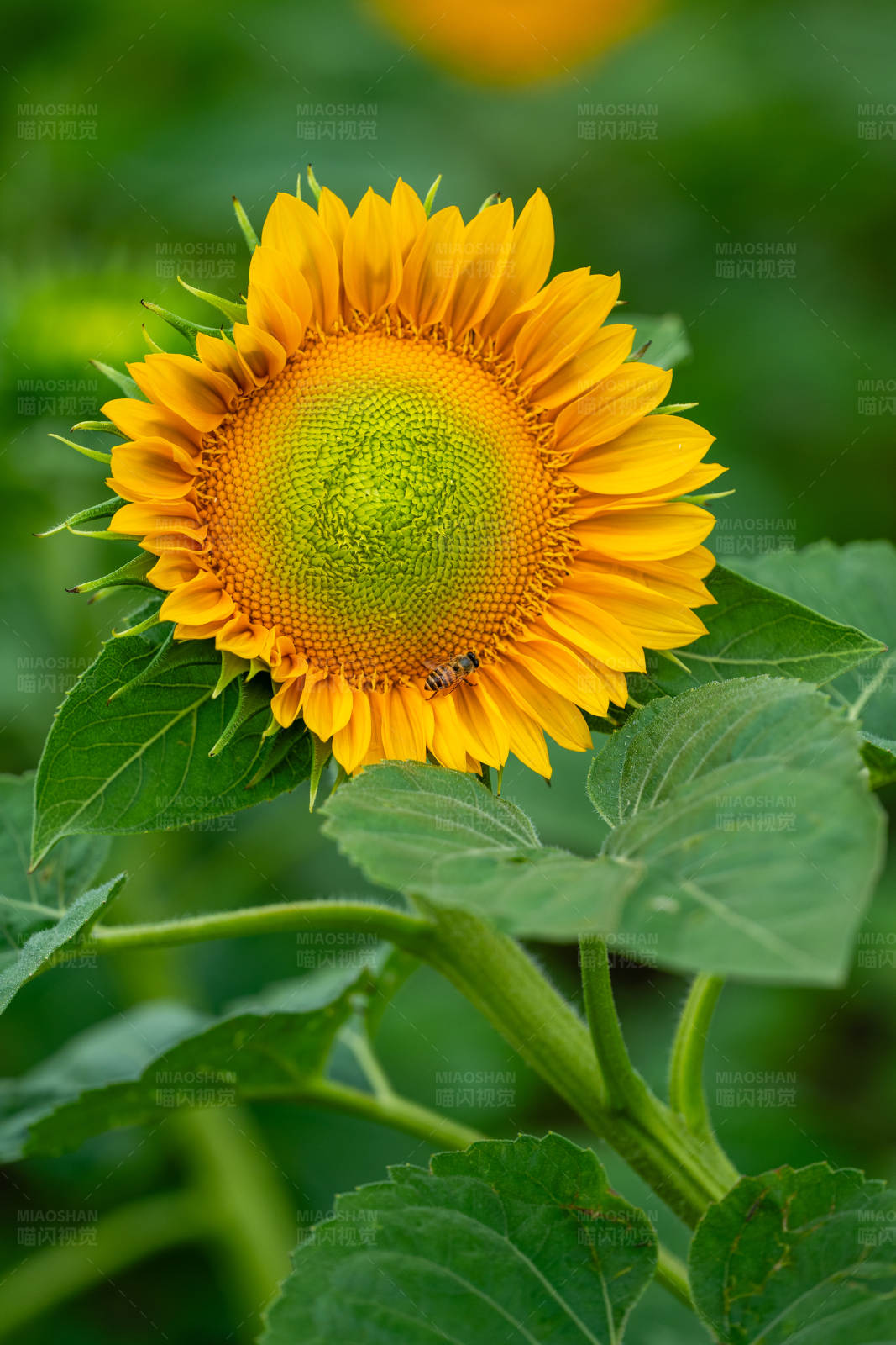 向日葵与蜜蜂图片