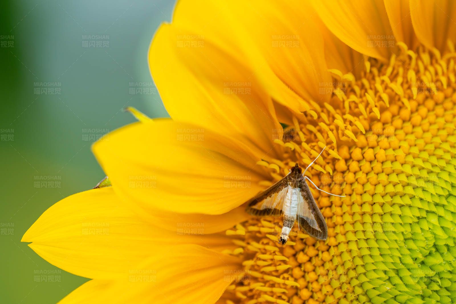向日葵上的蝴蝶图片