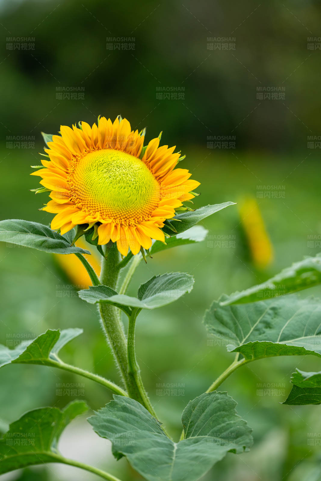 向日葵的夏日绽放图片