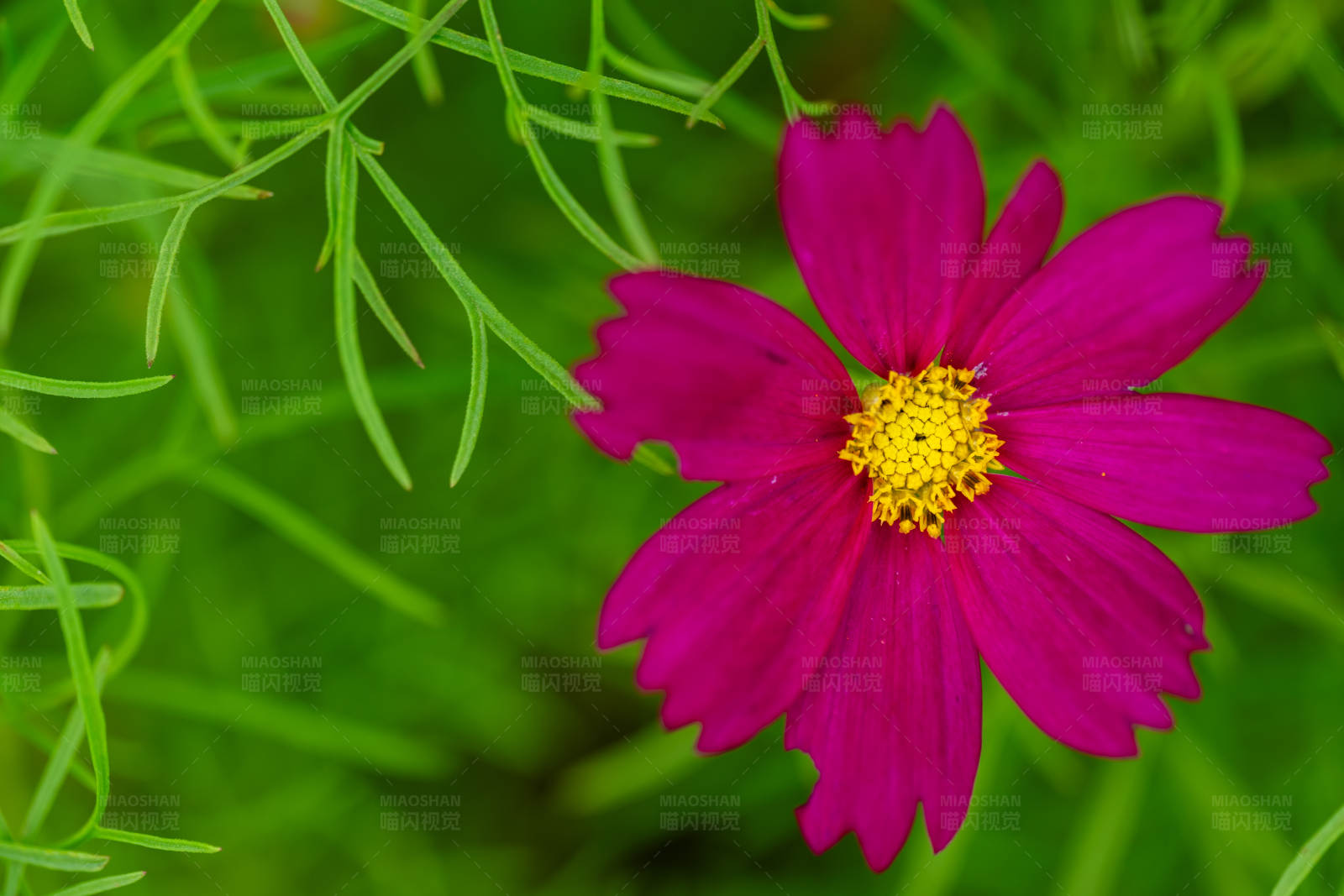 紫色花朵与绿色背景图片