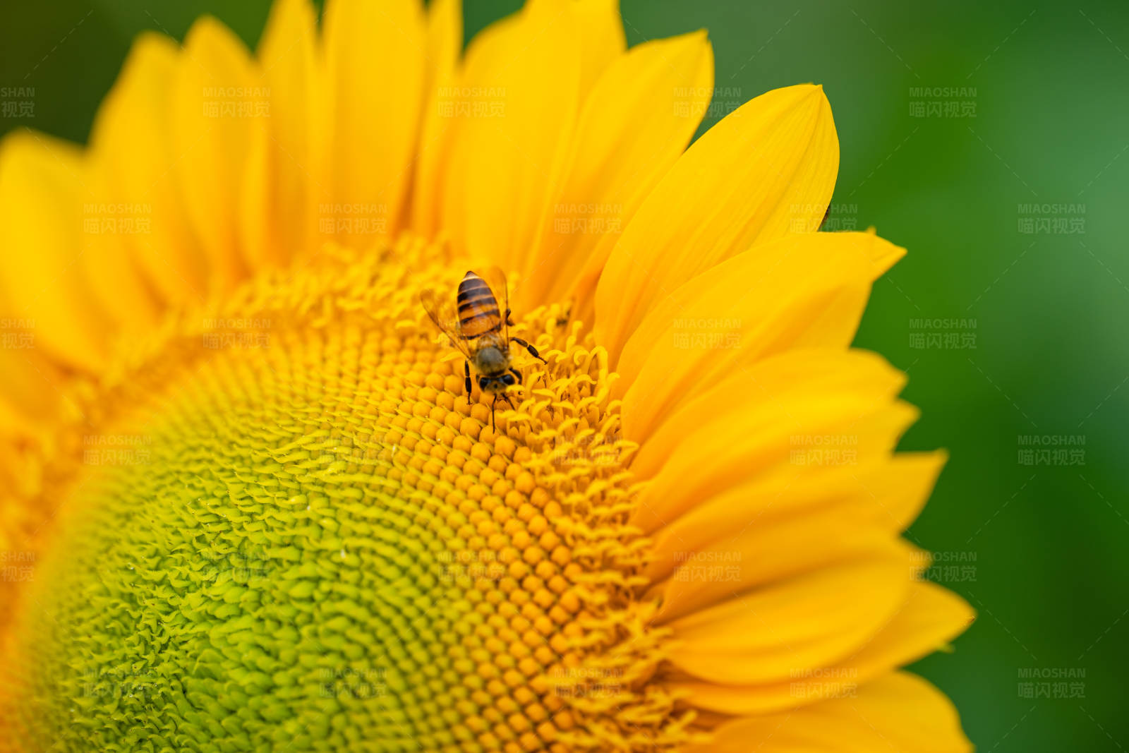 蜜蜂采蜜向日葵图片