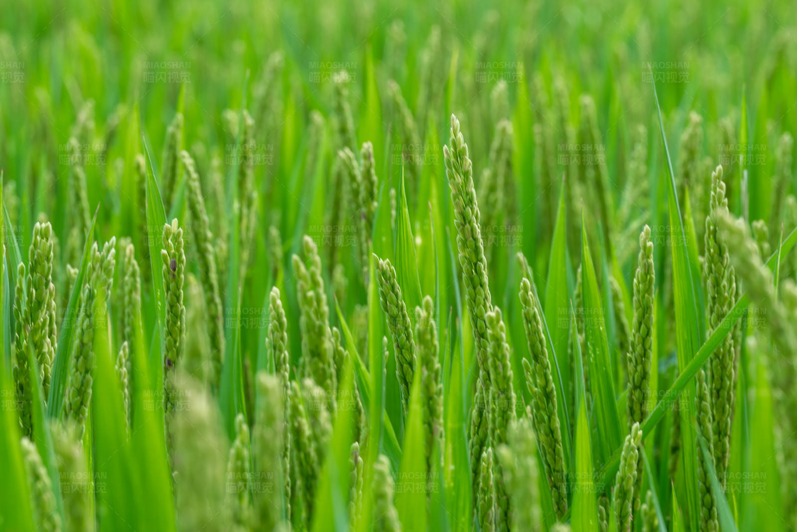 稻田丰收景象图片