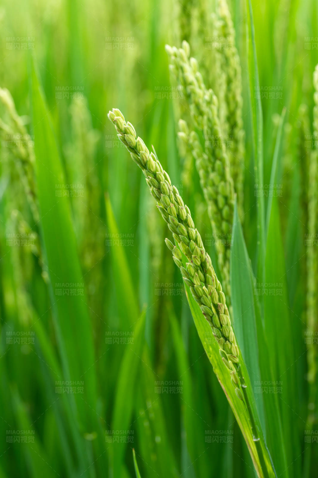 稻田里的绿色稻穗图片
