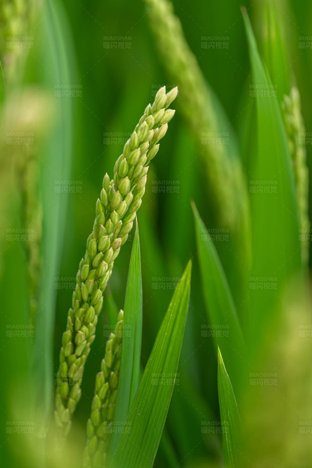 稻谷生长特写图片