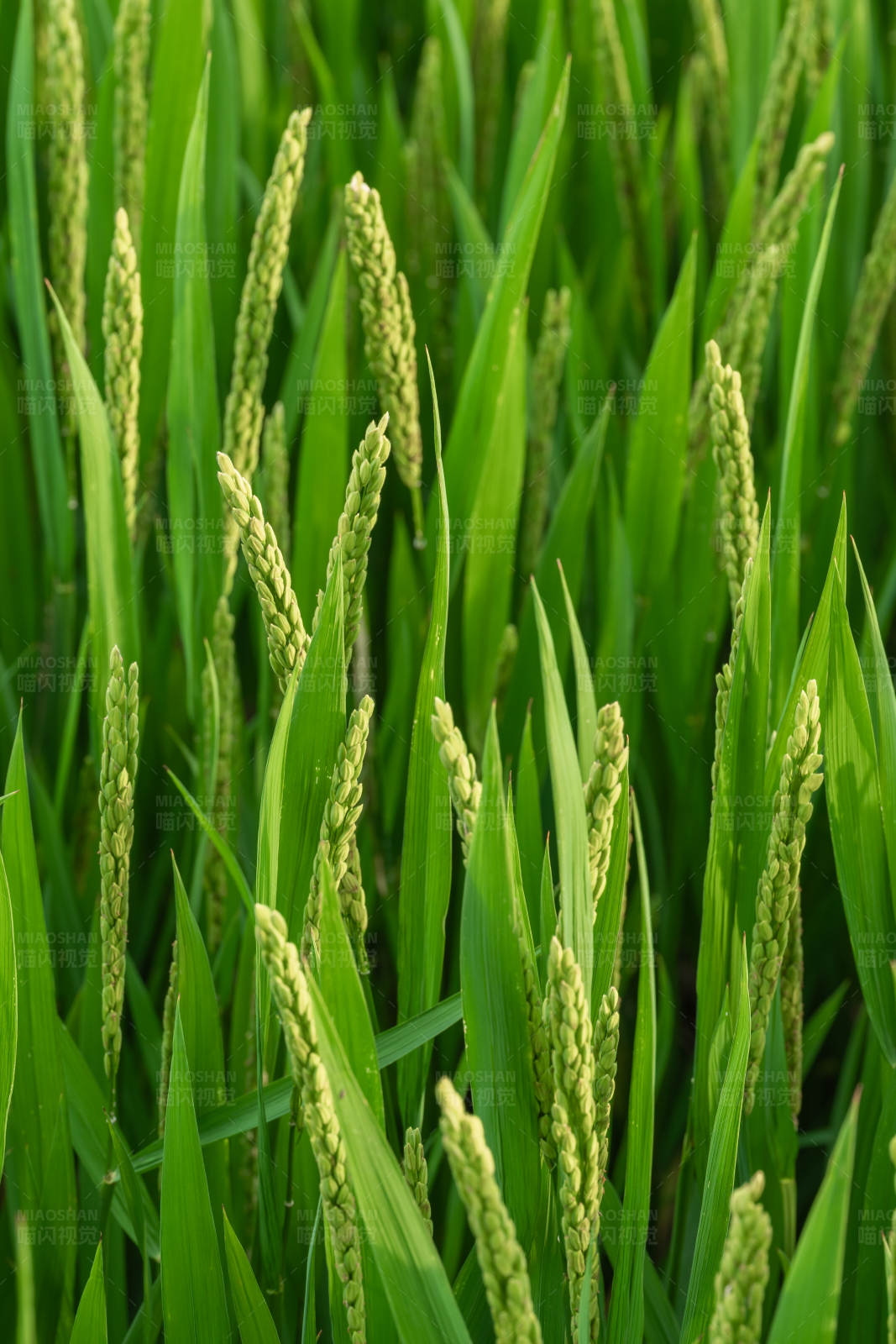 稻田里的绿色希望图片