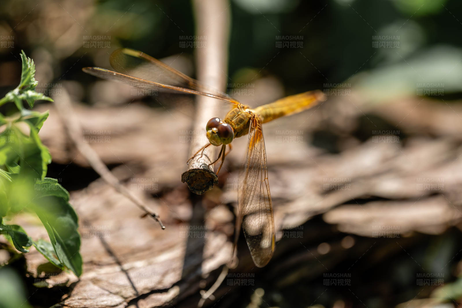 蜻蜓捕食瞬间图片