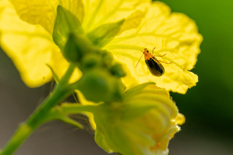 小虫栖息于黄花上图片