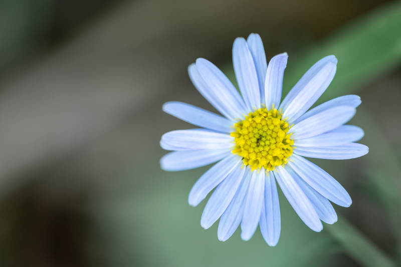 蓝色花瓣黄色花心图片