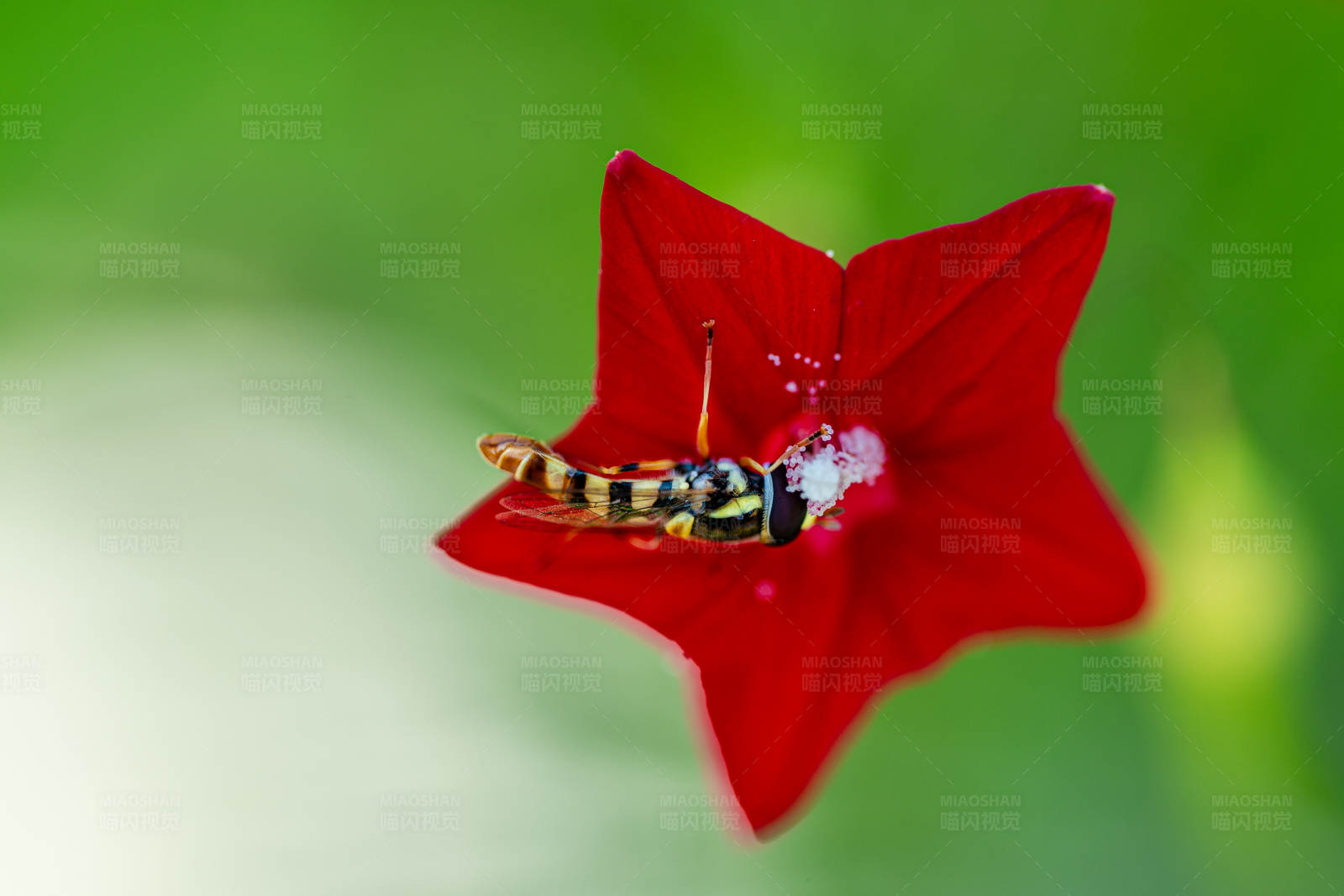 昆虫与红花图片