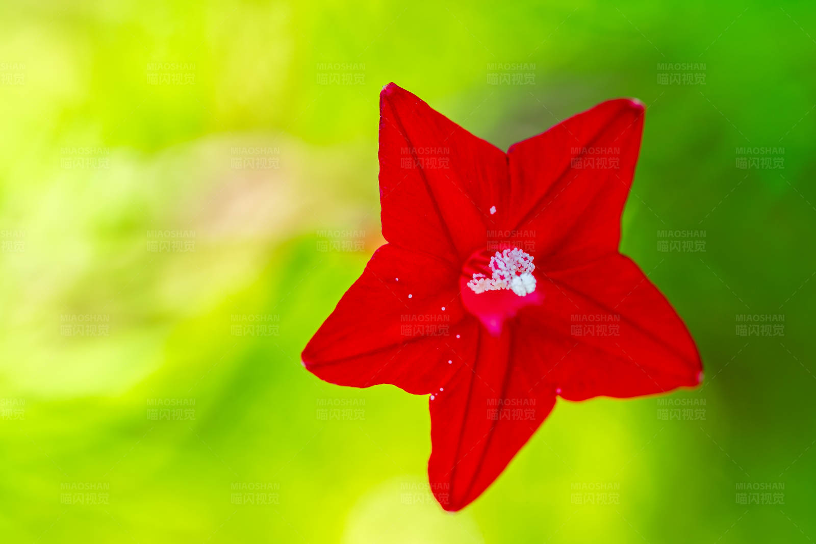 红色花朵的特写图片