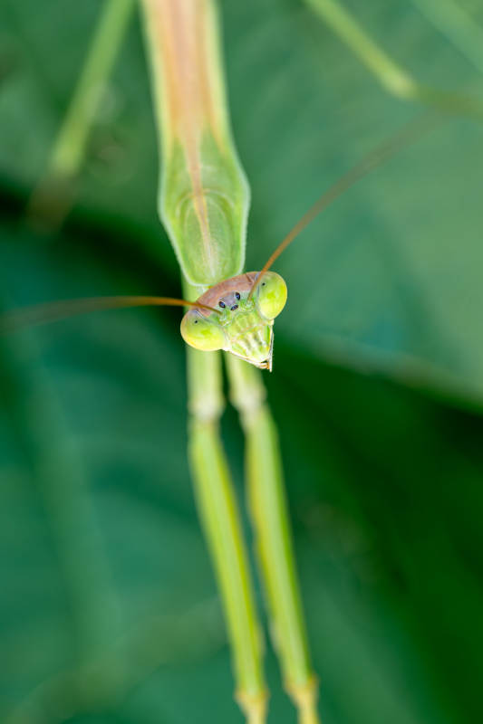 绿色螳螂特写图片