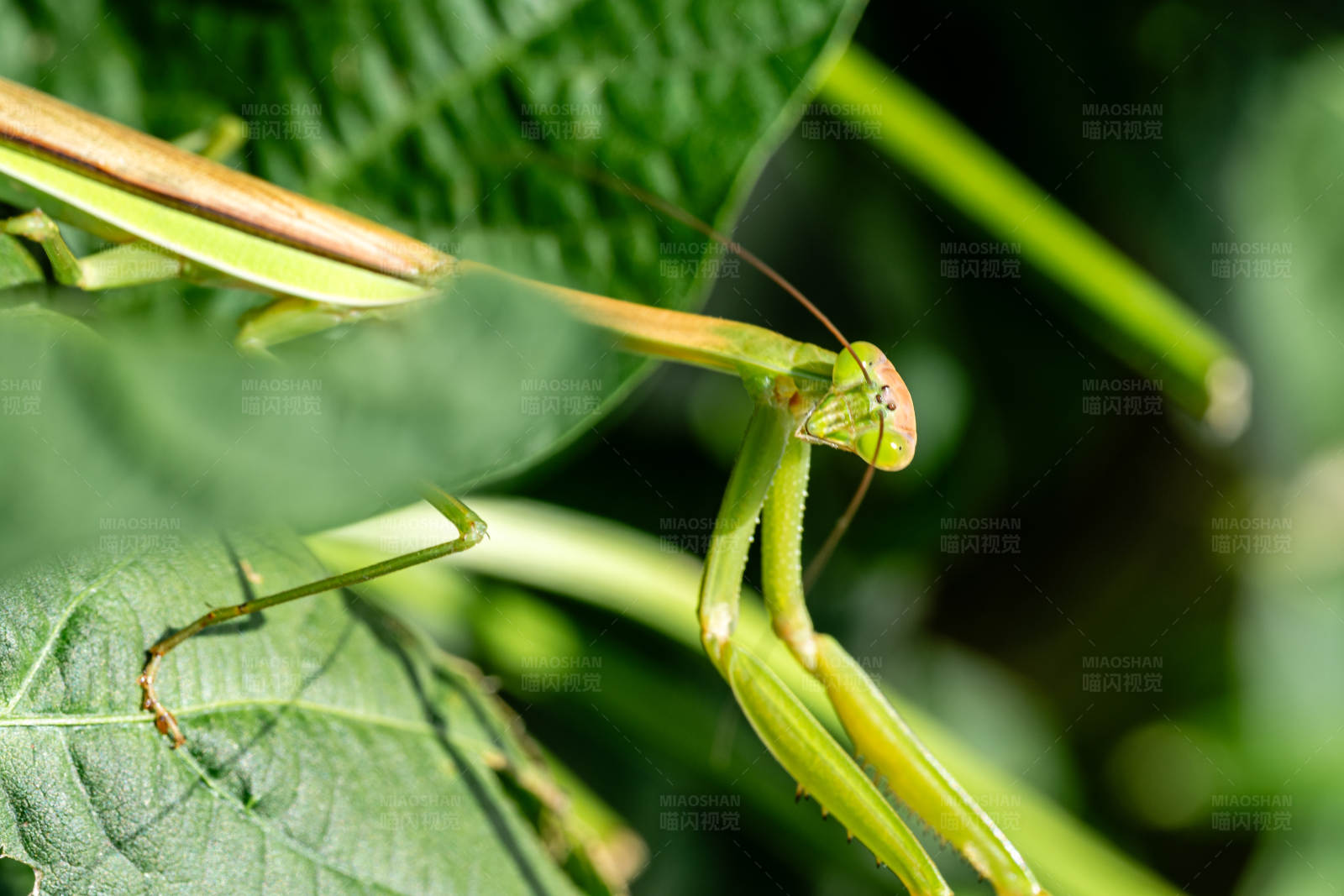 绿叶上的螳螂图片