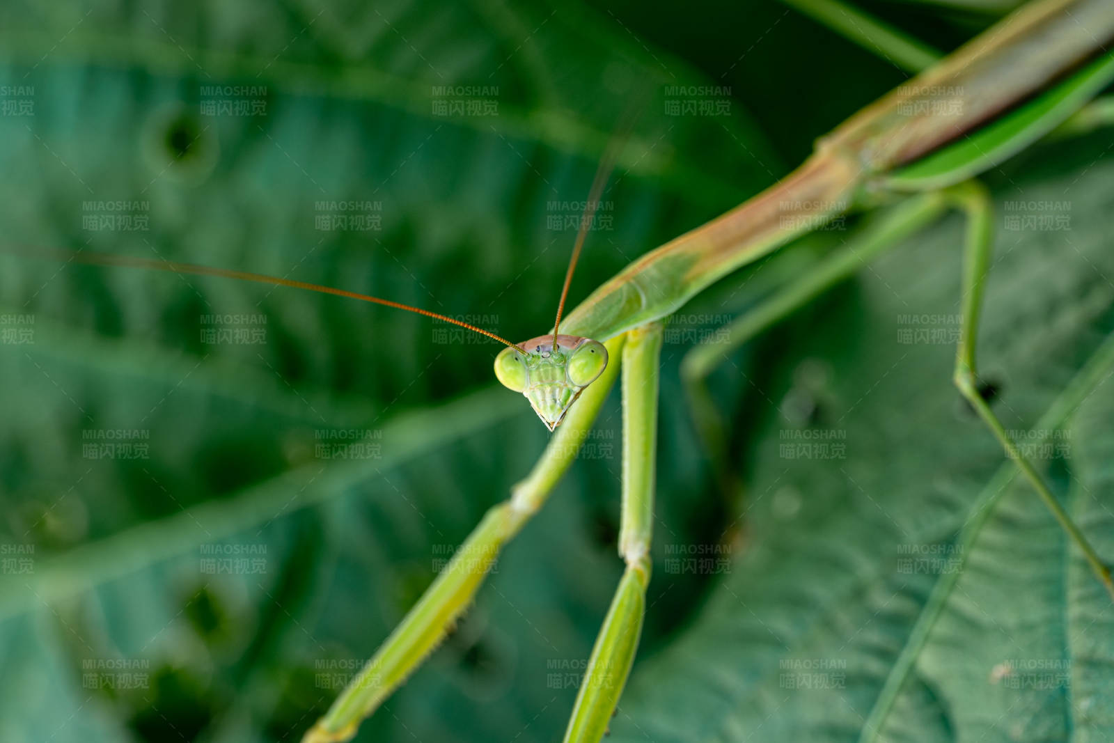 绿叶上的螳螂特写图片
