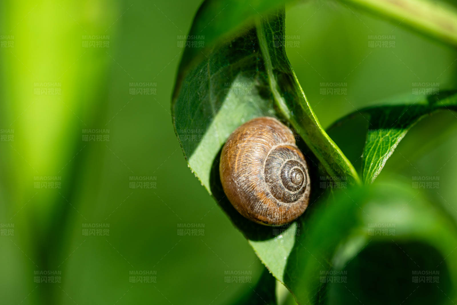 蜗牛栖息在绿叶间图片