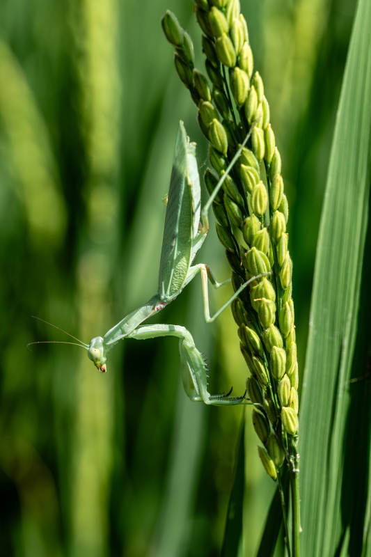 稻田螳螂图片