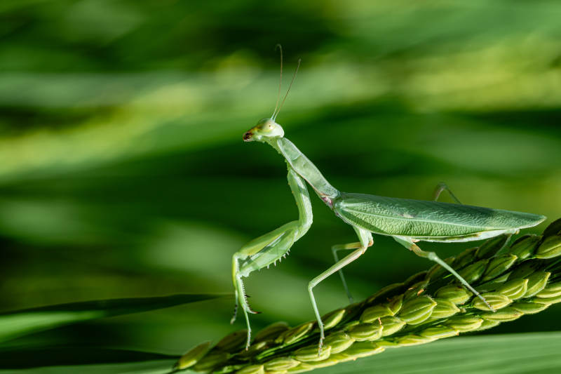 稻田上的绿色螳螂图片