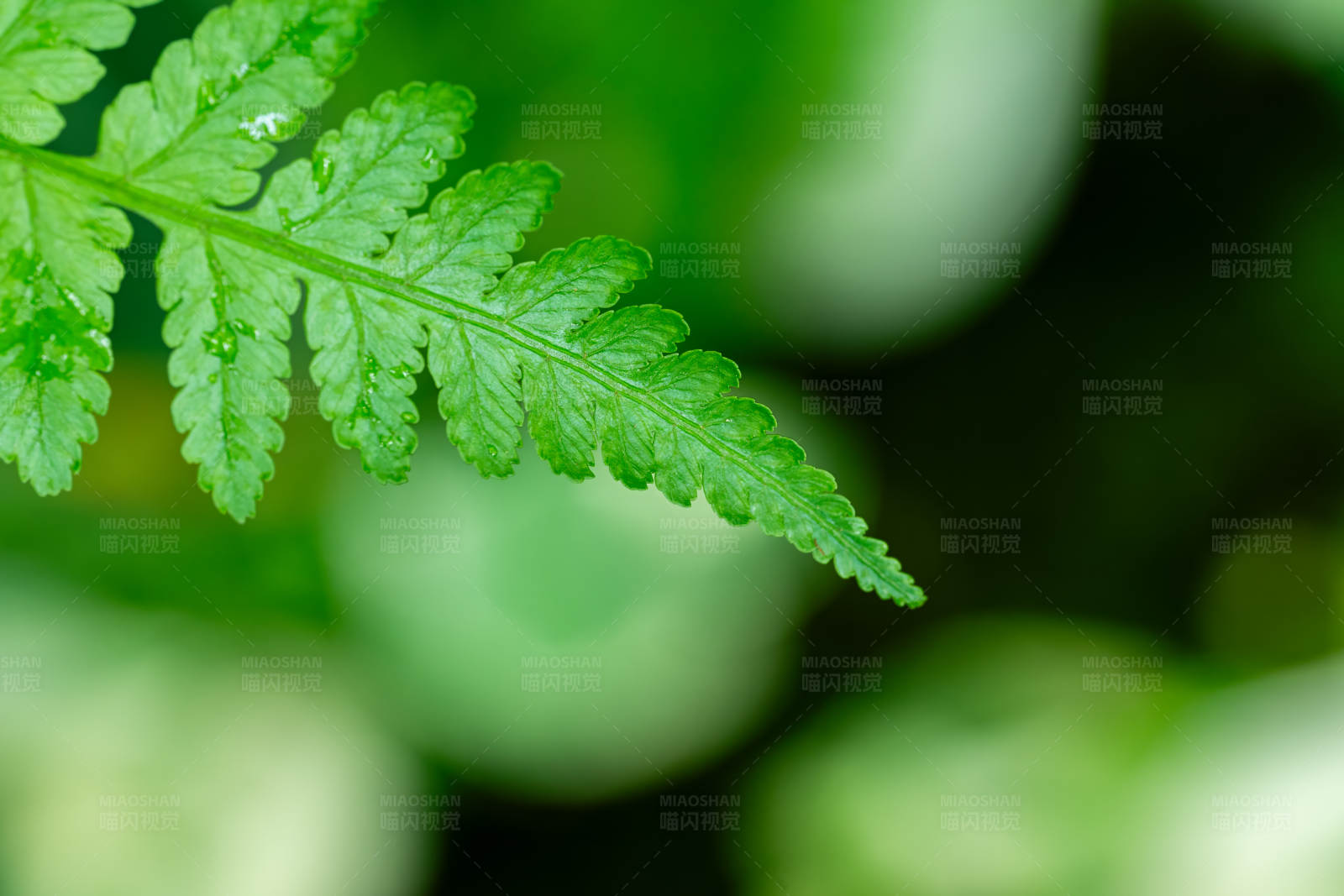 绿叶特写图片