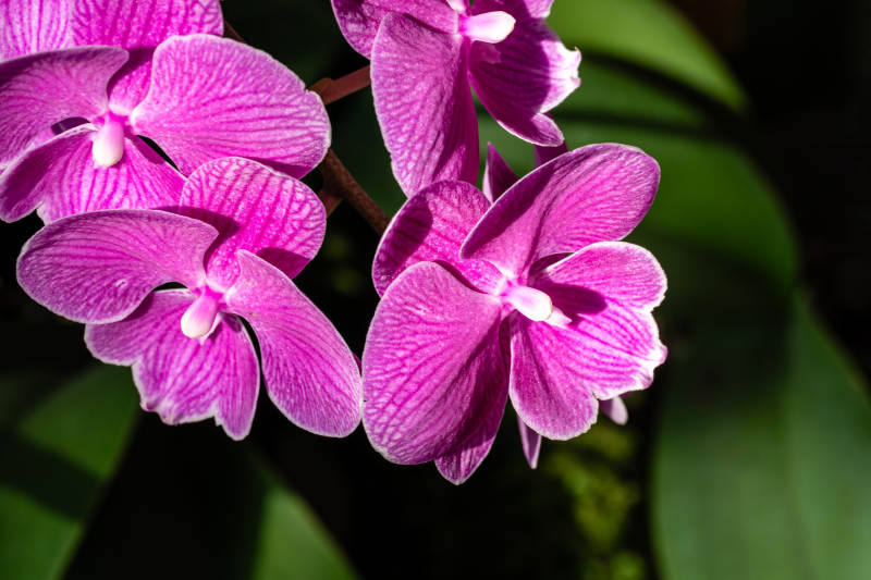 紫色兰花的美丽绽放图片