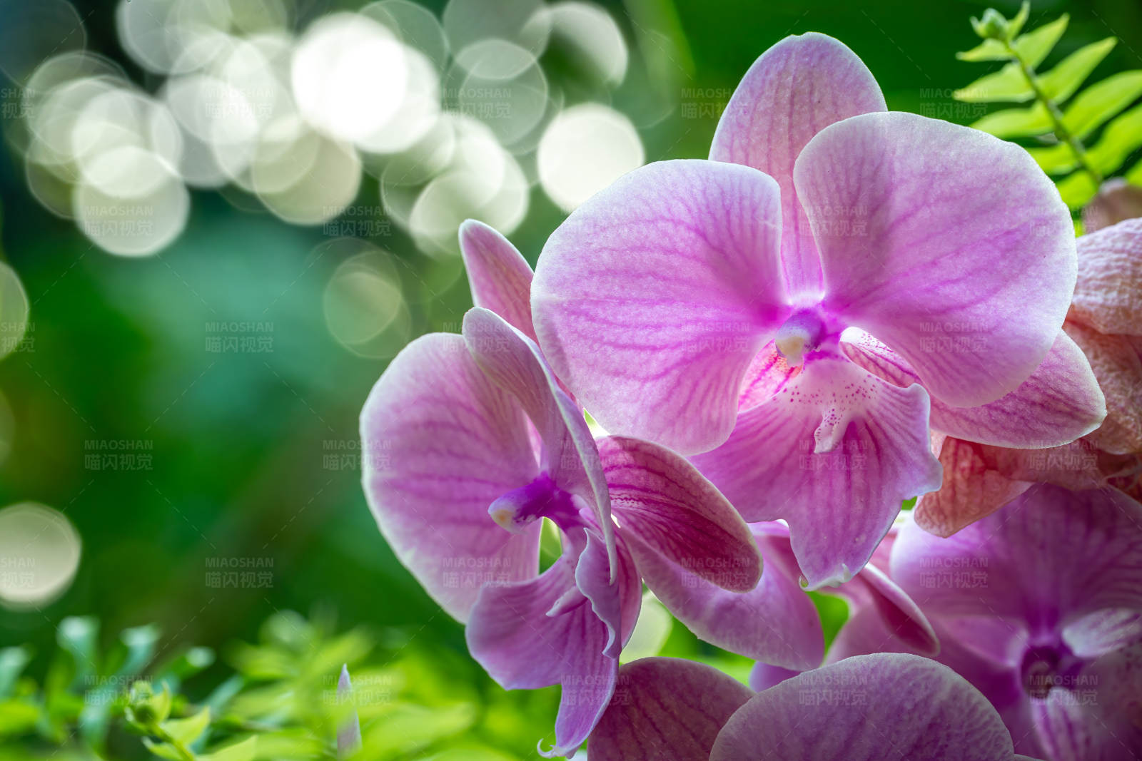 粉色兰花的美丽瞬间图片