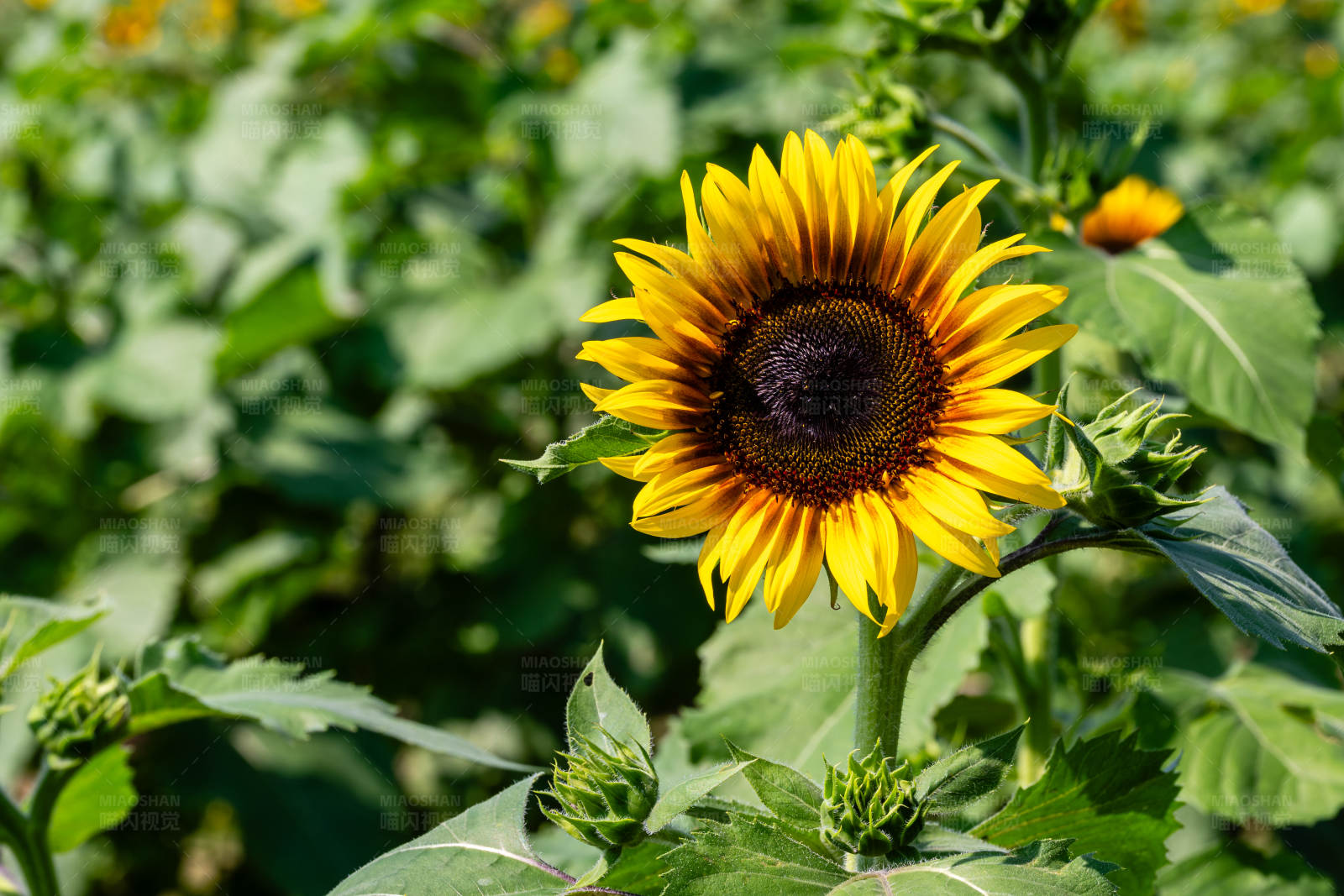 向日葵的夏日辉煌图片