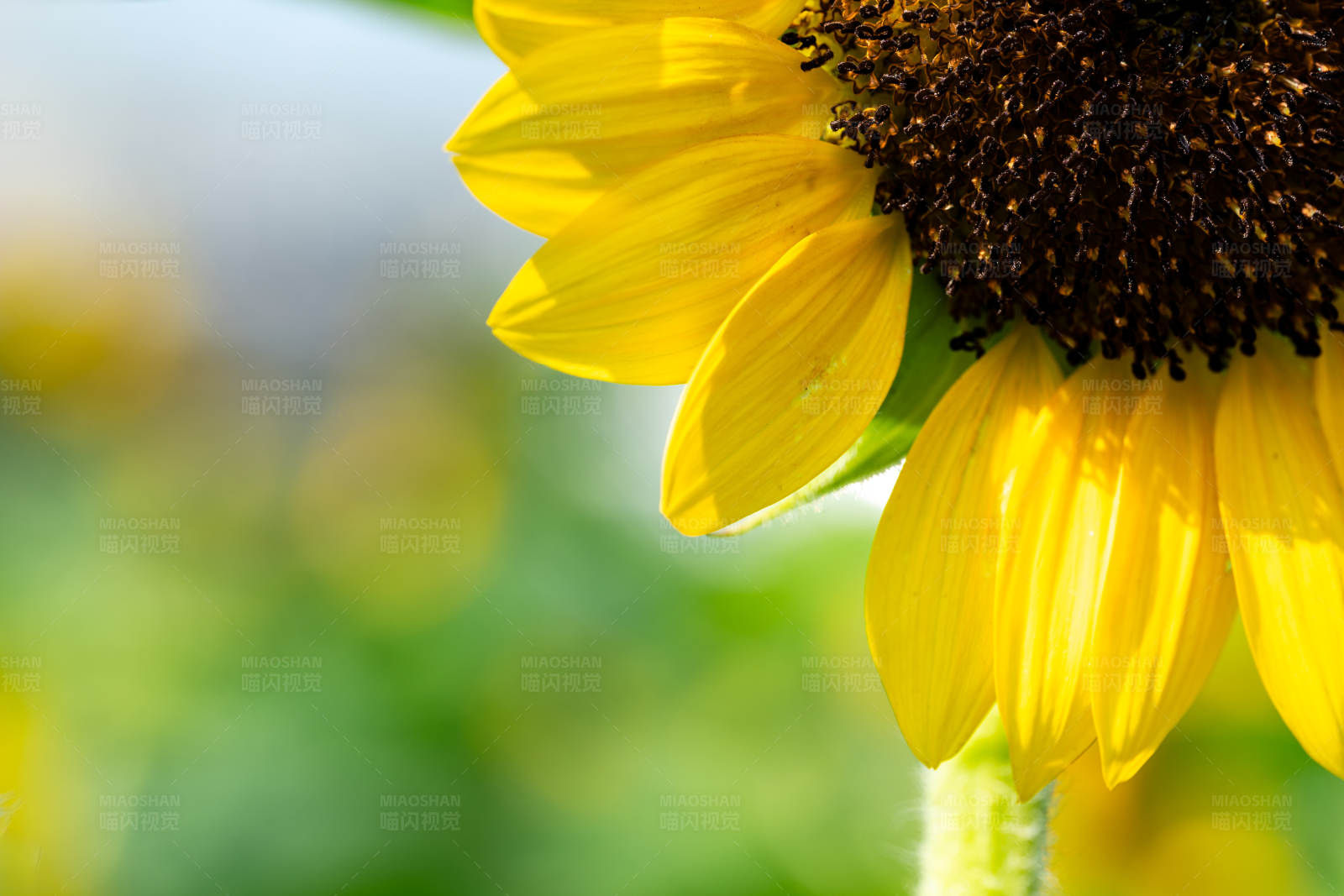 向日葵的光辉图片