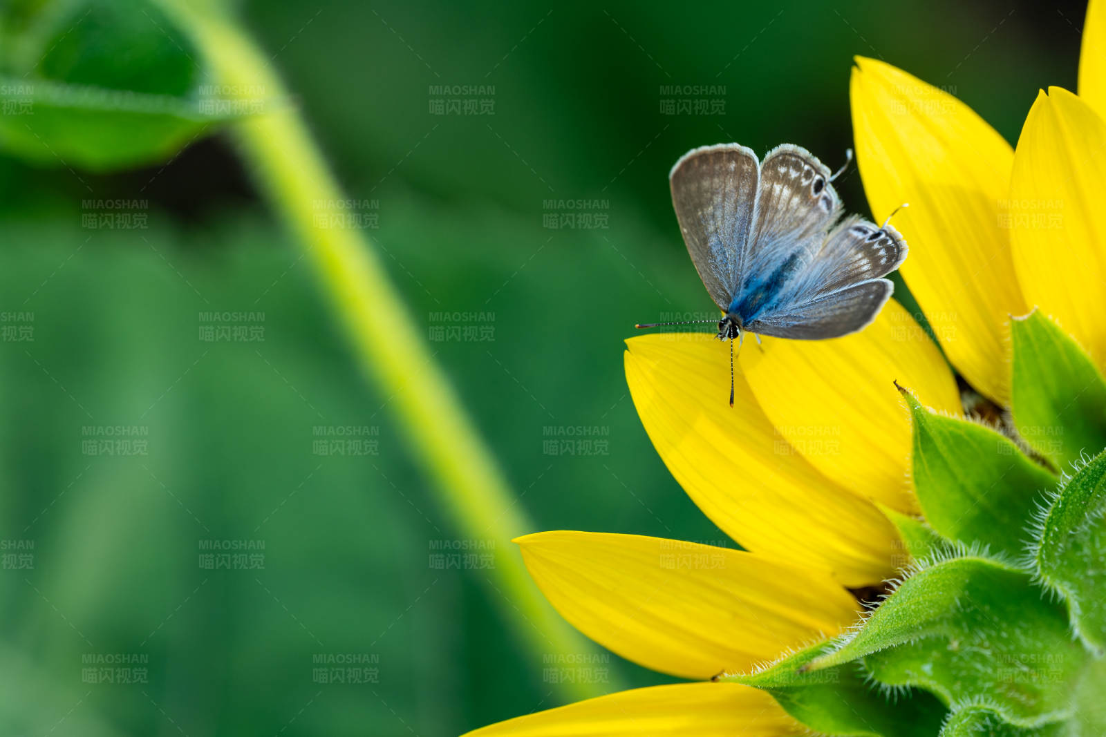 蝴蝶与向日葵图片