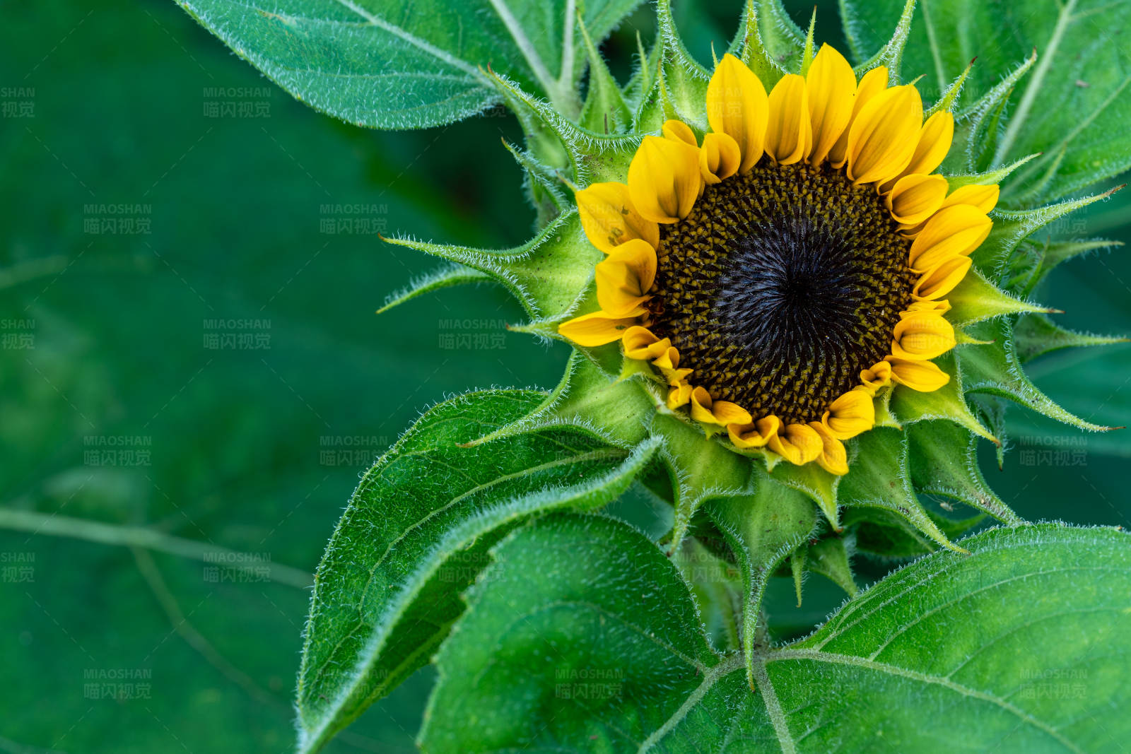 向日葵的侧影图片